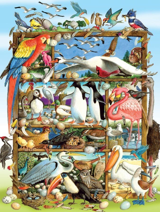 COBBLE HILL Rodinné puzzle Ptáci z celého světa 400 dílků - obrázek 1