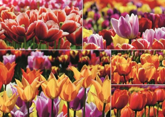 JUMBO Puzzle Holandské tulipány 1000 dílků - obrázek 1