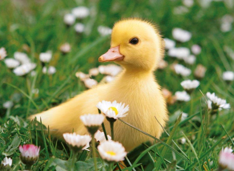 RAVENSBURGER Puzzle Kachňátko XXL 100 dílků - obrázek 1