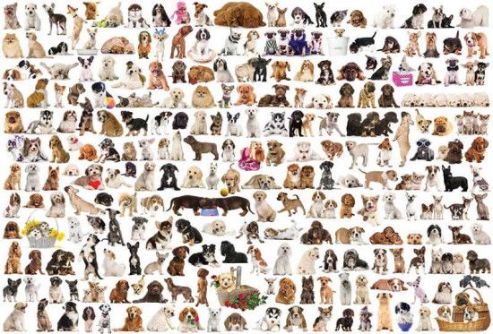 EUROGRAPHICS Puzzle Svět psů 1000 dílků - obrázek 1