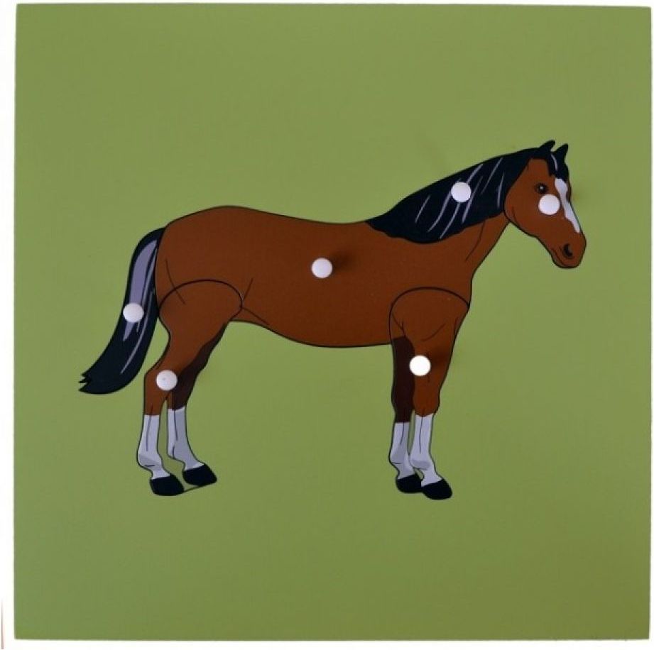 Montessori Vkládací puzzle s kostrou koně - obrázek 1