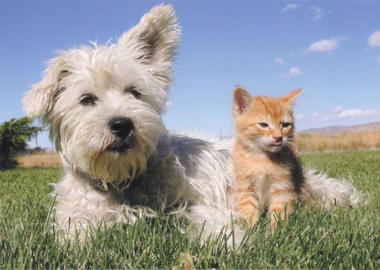 M.I.C. Puzzle Přátelství mezi psem a kočkou 100 dílků - obrázek 1