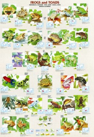 EUROGRAPHICS Puzzle Žáby a ropuchy 1000 dílků - obrázek 1