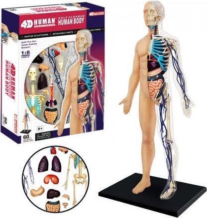 4D MASTER Anatomický model Lidské tělo - obrázek 1