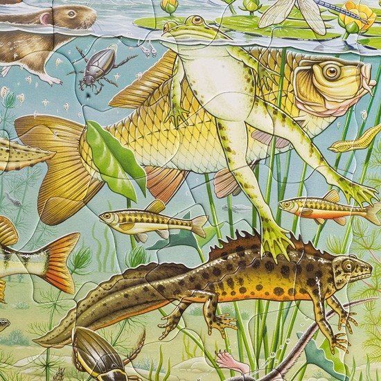 LARSEN Puzzle Život v rybníku 50 dílků - obrázek 3