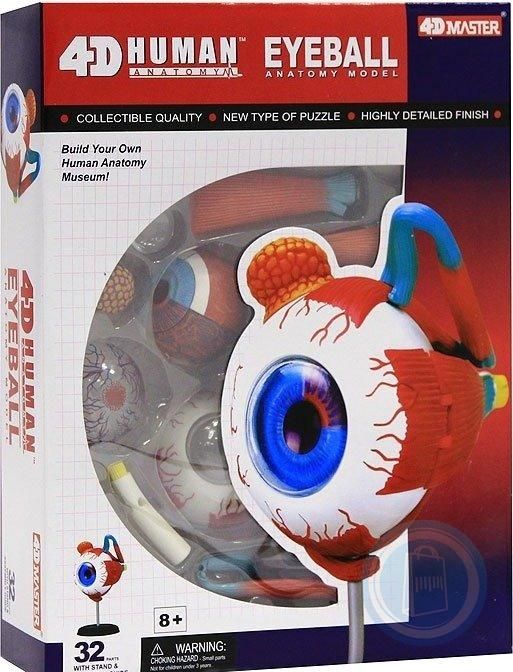 Anatomie člověka - oko - obrázek 1