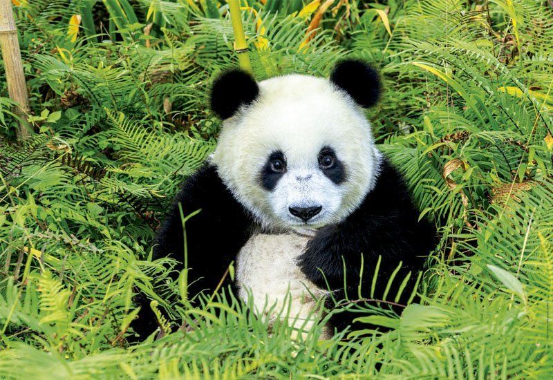 EDUCA Puzzle Medvídek panda 500 dílků - obrázek 1