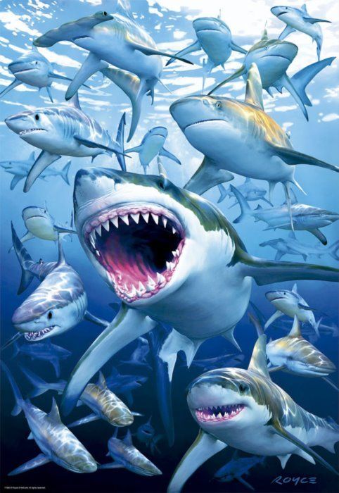 EDUCA Puzzle Hejno žraloků 500 dílků - obrázek 1