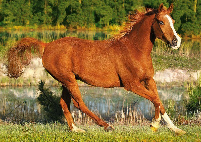 TREFL Puzzle Krása cvalu 500 dílků - obrázek 1