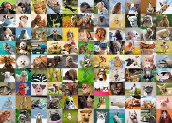 RAVENSBURGER Puzzle 99 vtipných zvířecích portrétů 1000 dílků - obrázek 1