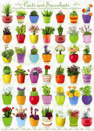 EUROGRAPHICS Puzzle Kaktusy a Sukulenty 1000 dílků - obrázek 1