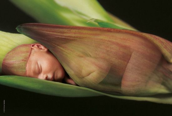 SCHMIDT Puzzle Dítě spící na červené lilii 500 dílků - obrázek 1