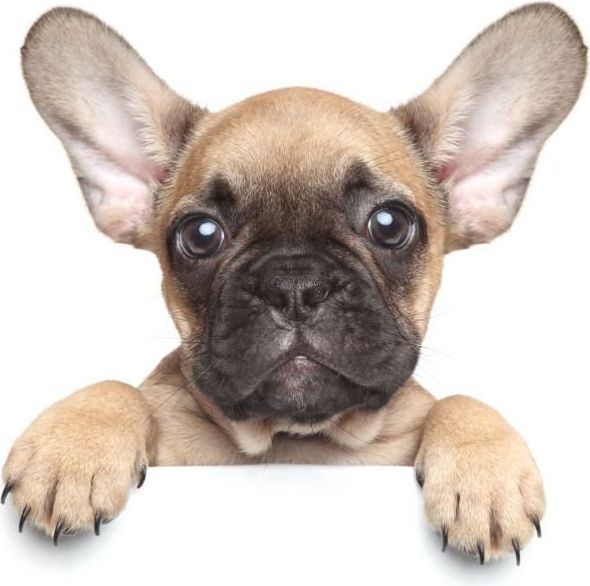 JERRY FABRICS Deka mikroplyš Puppy Bulldog Polyester 120/150 cm - obrázek 1