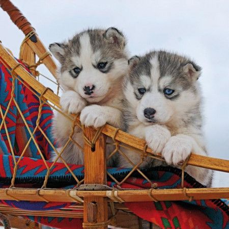 RAVENSBURGER Čtvercové puzzle Štěňátka husky 500 dílků - obrázek 1