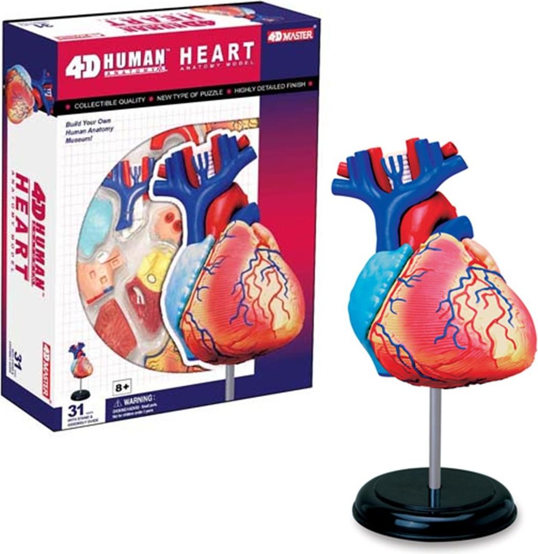 Anatomie člověka - srdce - obrázek 1