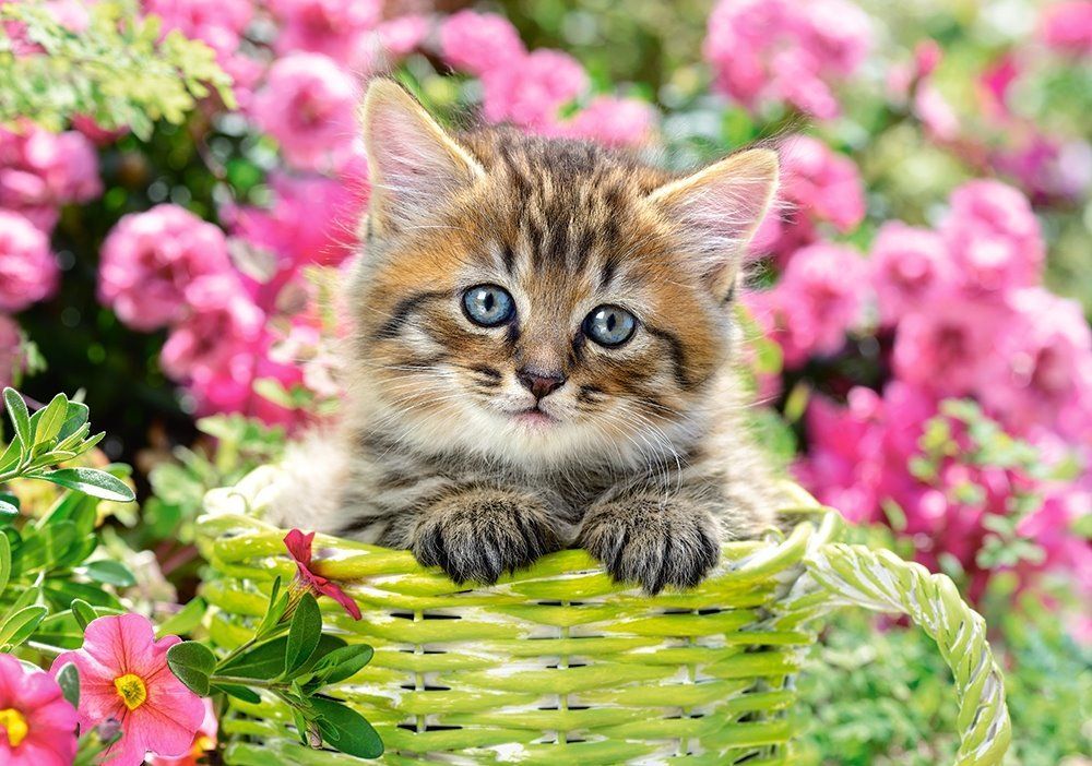 CASTORLAND Puzzle Kotě v květinové zahradě 500 dílků - obrázek 1