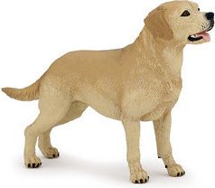 Labrador - obrázek 1