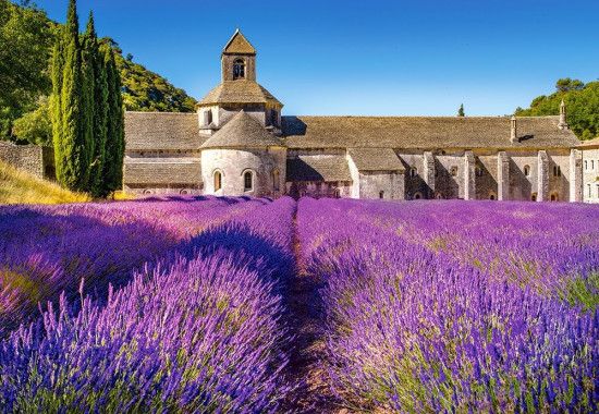 CASTORLAND Puzzle Levandulové pole v Provence, Francie 1000 dílků - obrázek 1
