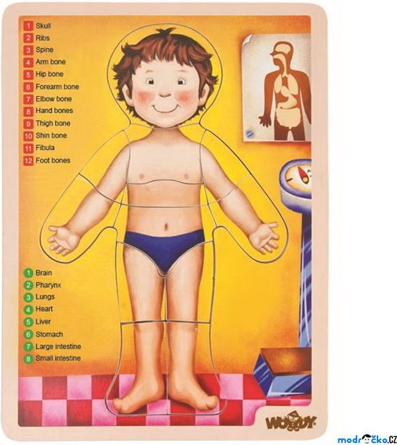 Puzzle výukové - Anatomie, Lidské tělo ANGLIČTINA, 12ks (Woody) - obrázek 1