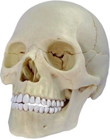 Anatomie člověka - lebka - obrázek 1