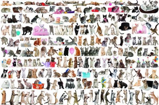 EUROGRAPHICS Puzzle Svět koček 2000 dílků - obrázek 1