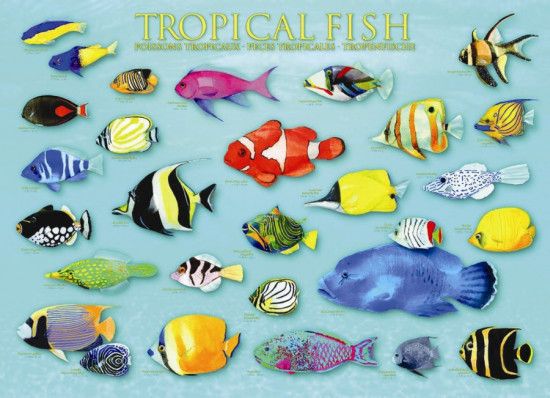 EUROGRAPHICS Puzzle Tropické ryby 1000 dílků - obrázek 1