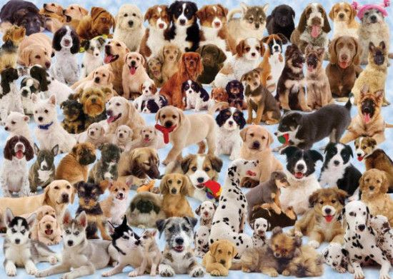 RAVENSBURGER Puzzle Pejskové 1000 dílků - obrázek 1