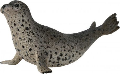 Tuleň pacifický - obrázek 1