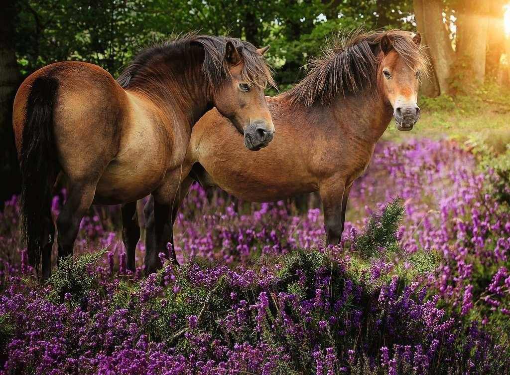 RAVENSBURGER Puzzle Poníci ve vřesovišti 500 dílků - obrázek 1