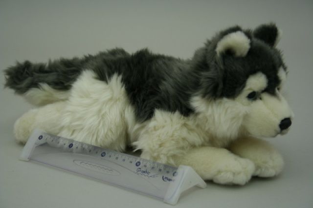Plyš Husky - obrázek 1