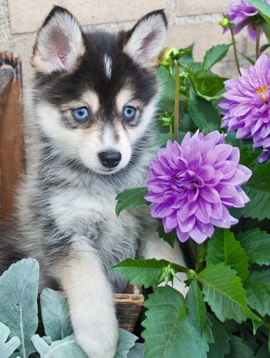 RAVENSBURGER Puzzle Roztomilý Husky XXL 500 dílků - obrázek 1