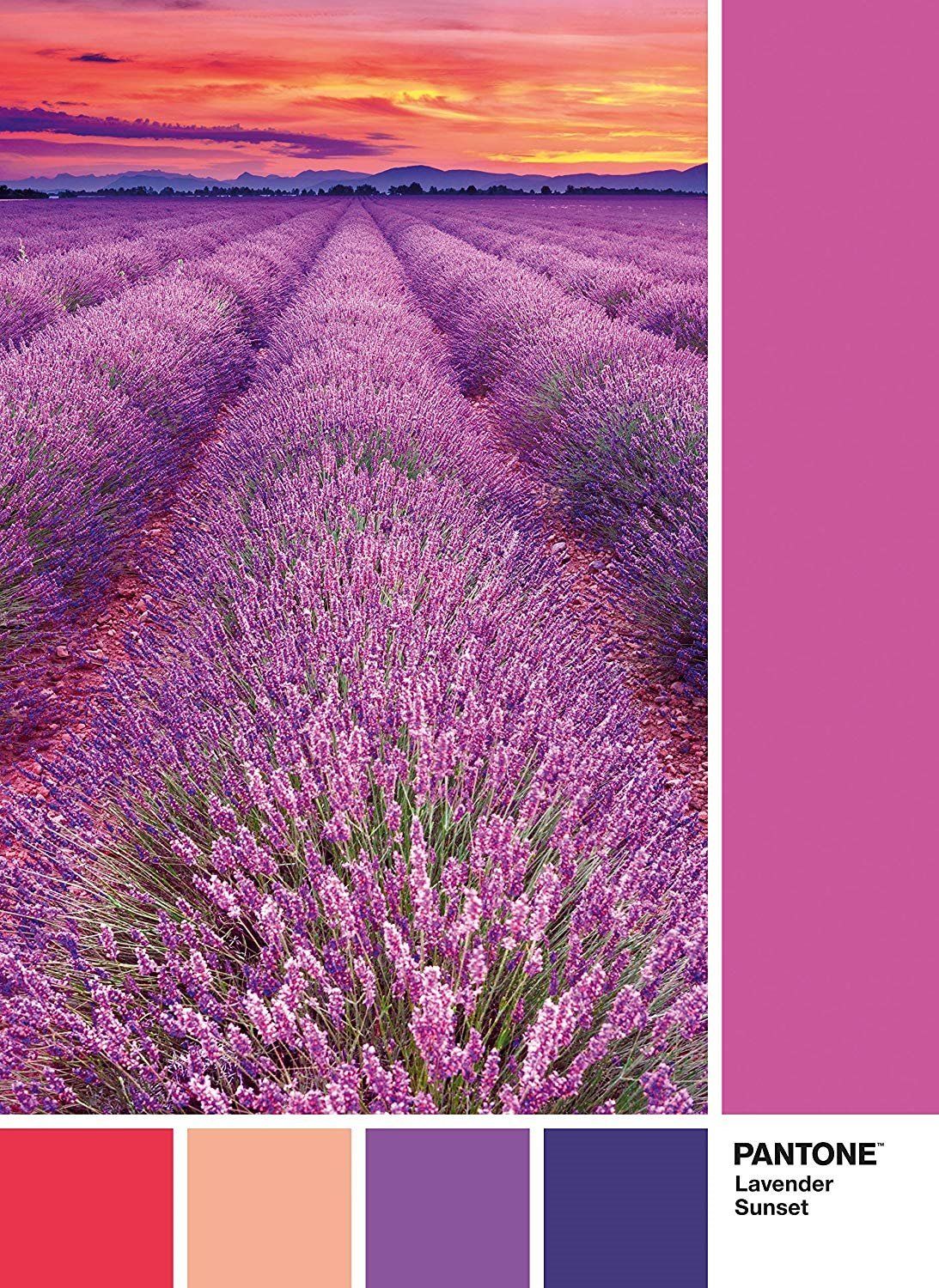 CLEMENTONI Puzzle Pantone: Levandule při západu slunce 1000 dílků - obrázek 1