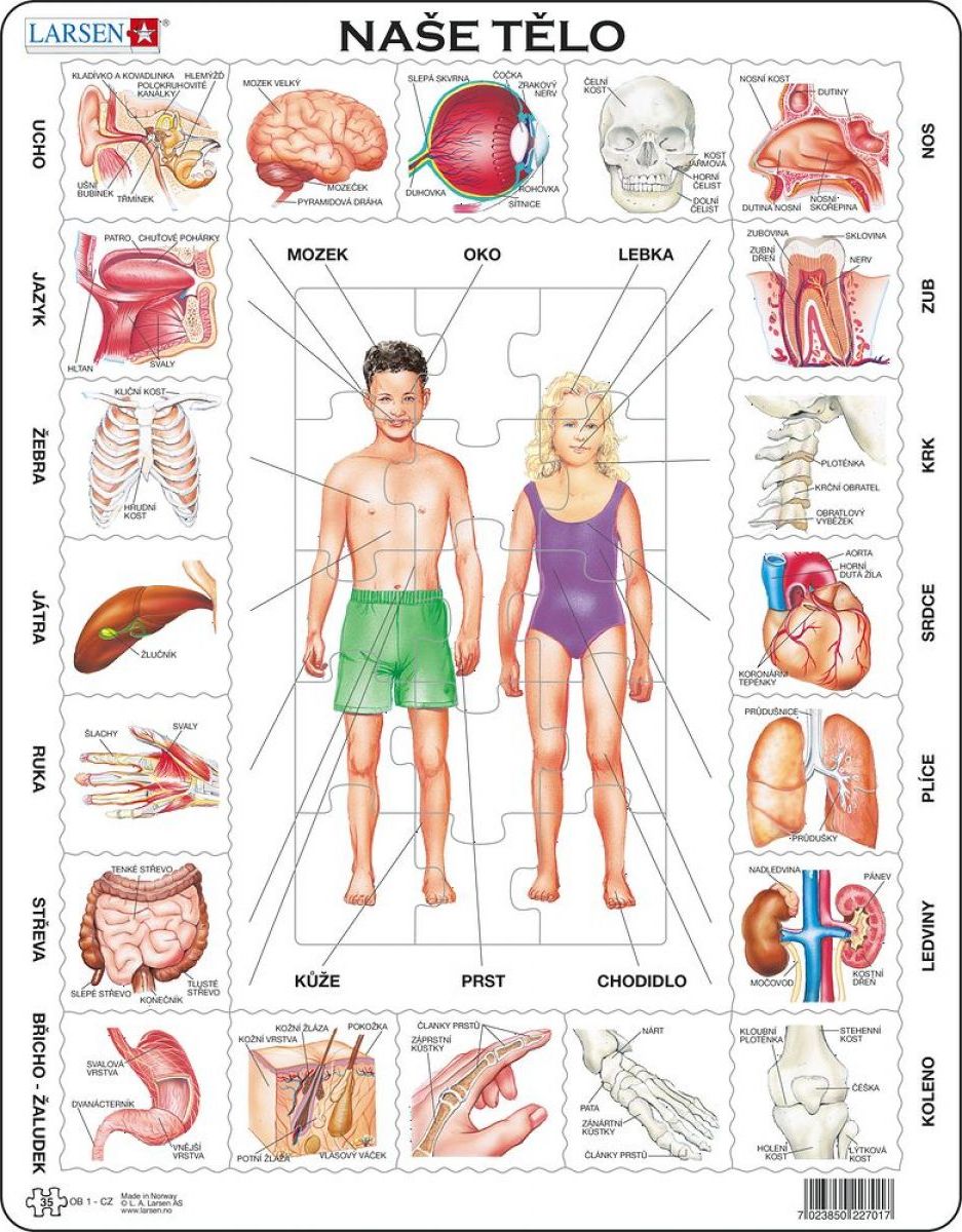 Larsen Puzzle Naše tělo Orgány - obrázek 1