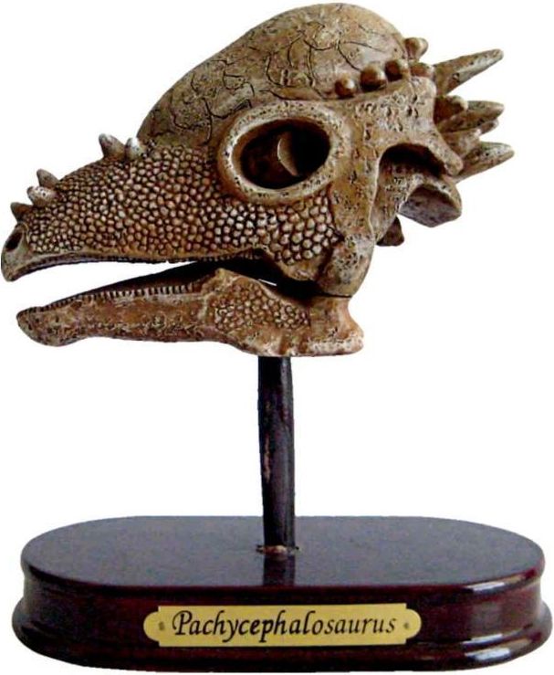 Spiegelburg Excavation Kit Dinosaur Skull Pachycephalosaurus T-Rex World uni