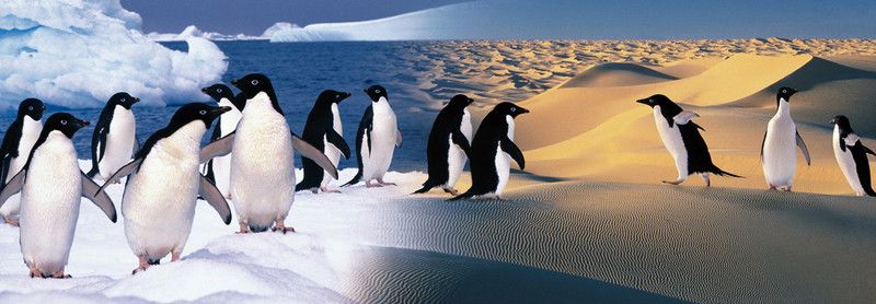 Puzzle 1000 dílů Šťastní tučňáci - Zdeko - obrázek 1