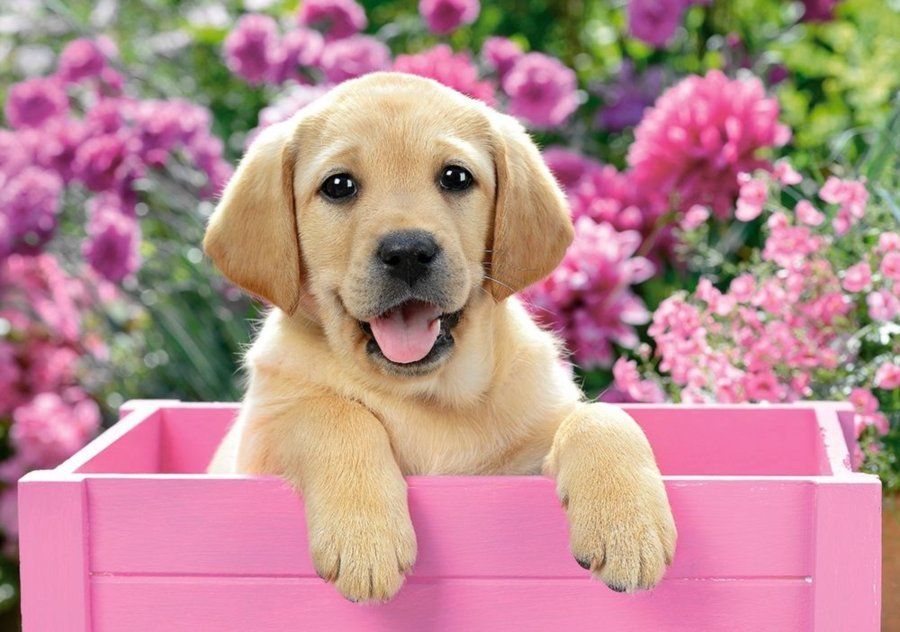 CASTORLAND Puzzle Labrador v růžovém boxu 500 dílků - obrázek 1