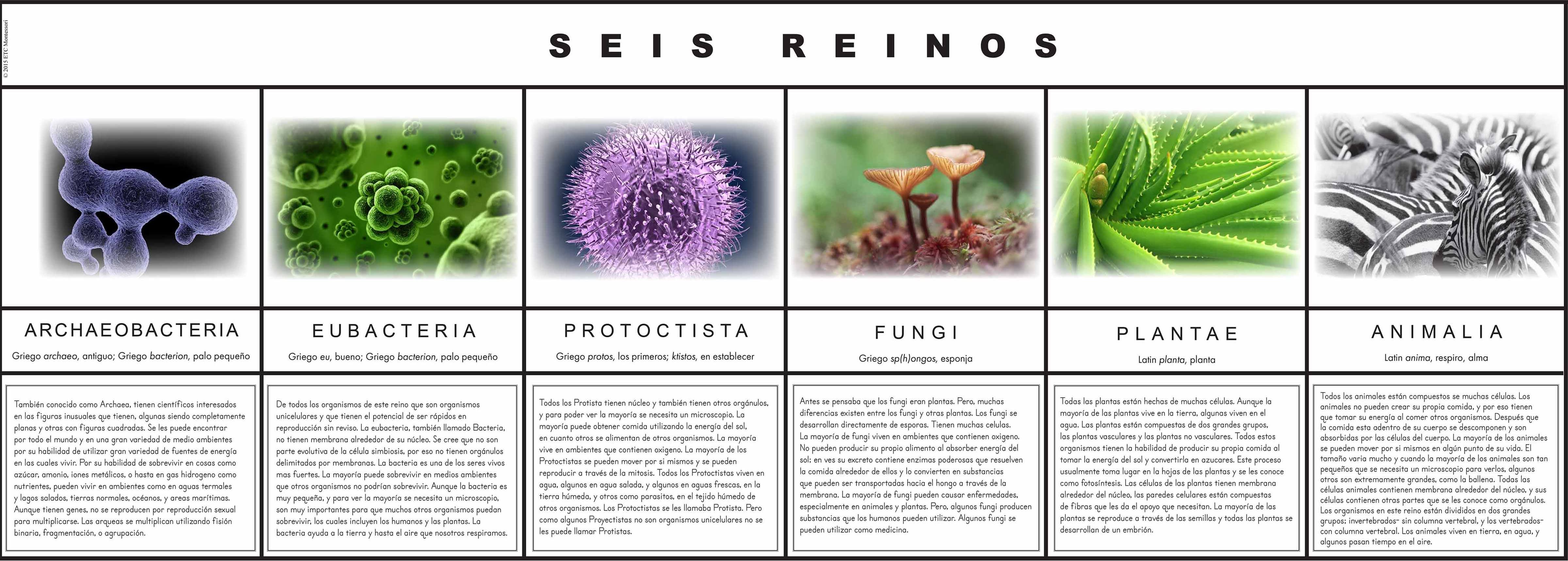 Nienhuis Montessori Seis Reinos - obrázek 1