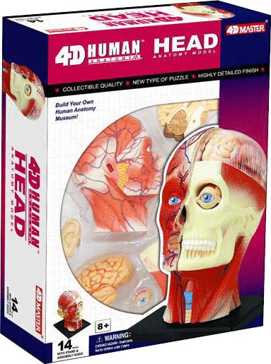 4D Lidské Tělo - HLAVA výukové PUZZLE - obrázek 1