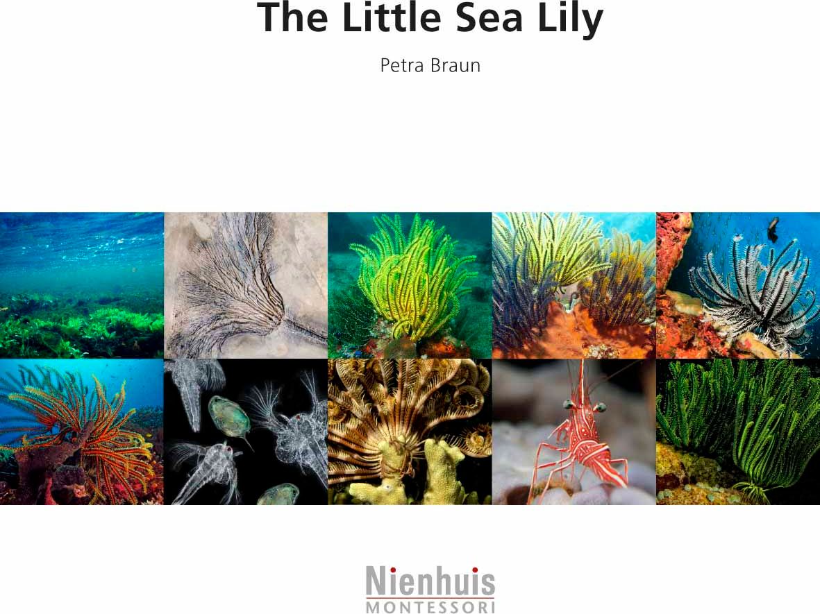 Nienhuis Montessori The Little Sea Lily - obrázek 1