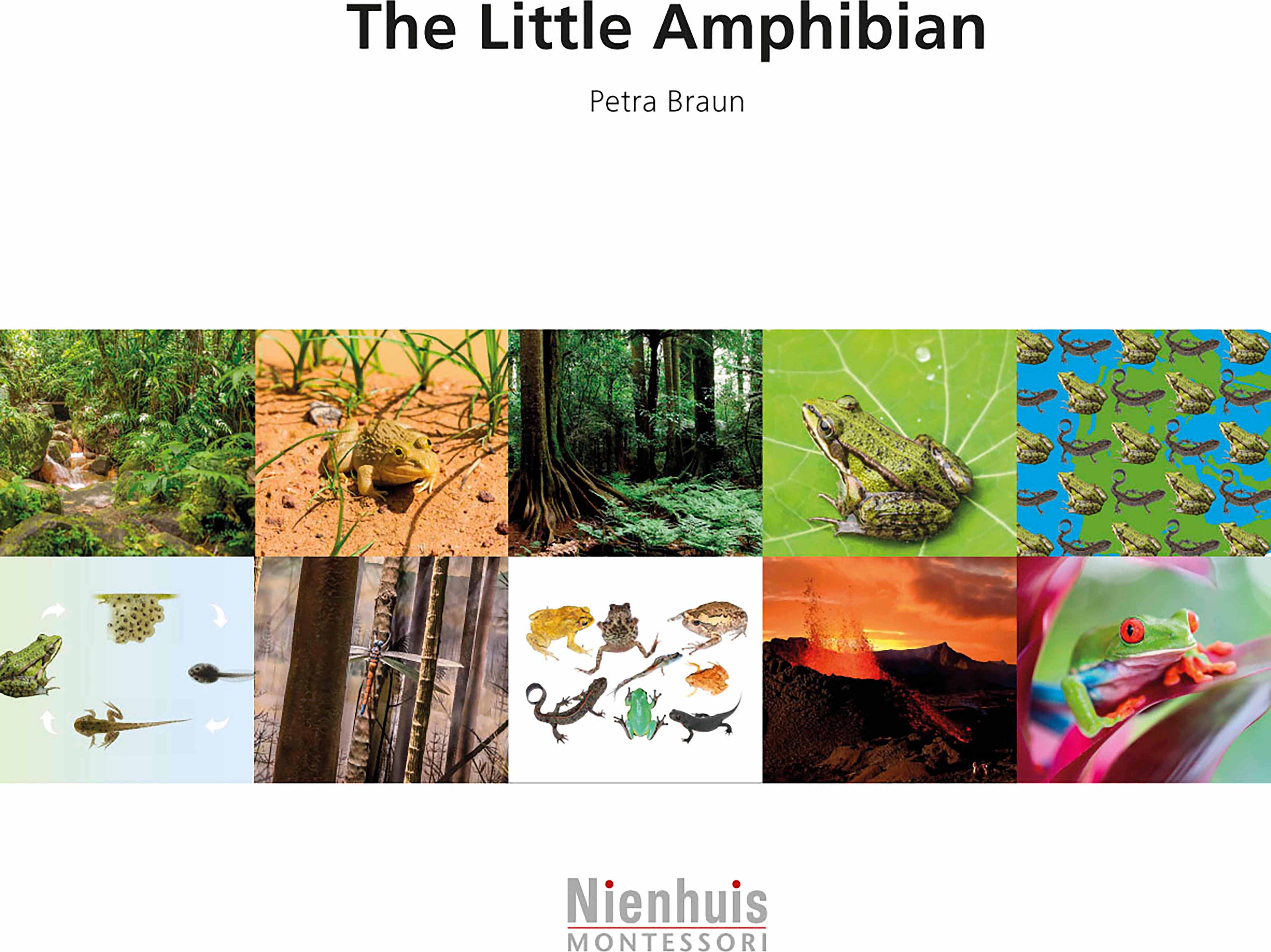 Nienhuis Montessori The Little Amphibian - obrázek 1