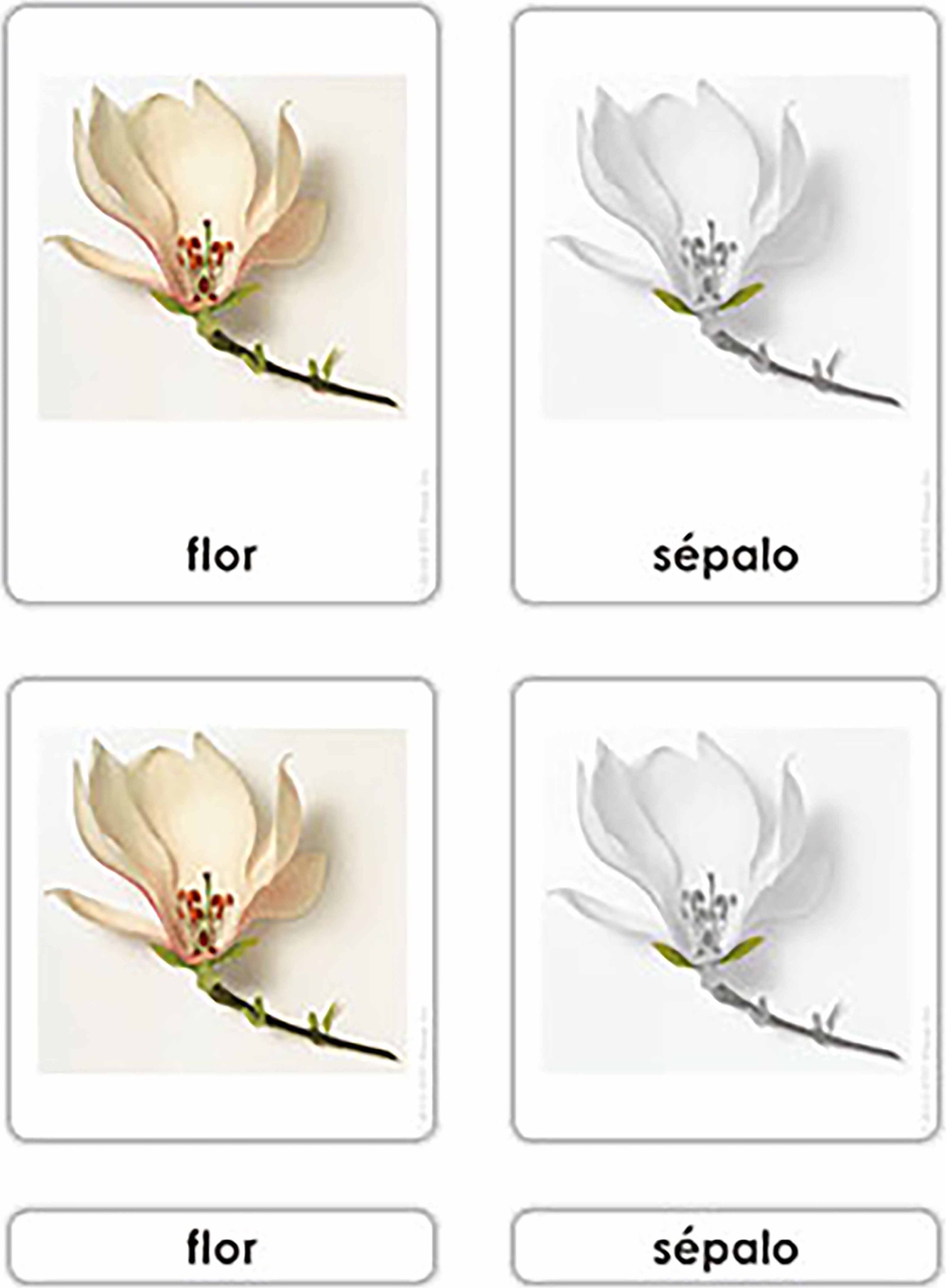 Nienhuis Montessori Partes de la Flor - obrázek 1
