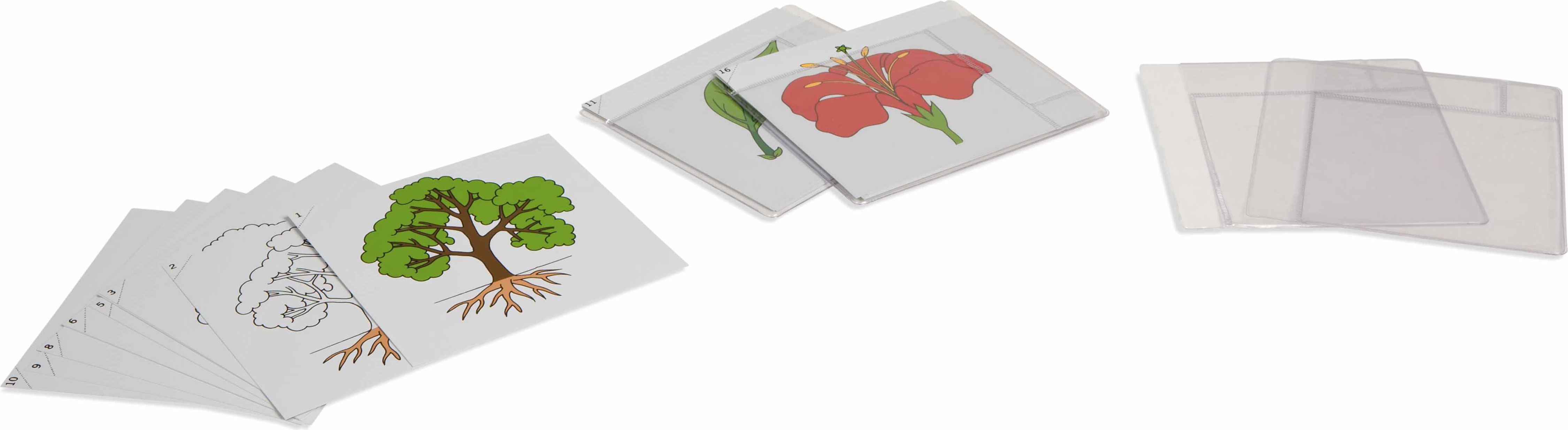 Nienhuis Montessori First Set Of Botany Cards - obrázek 1