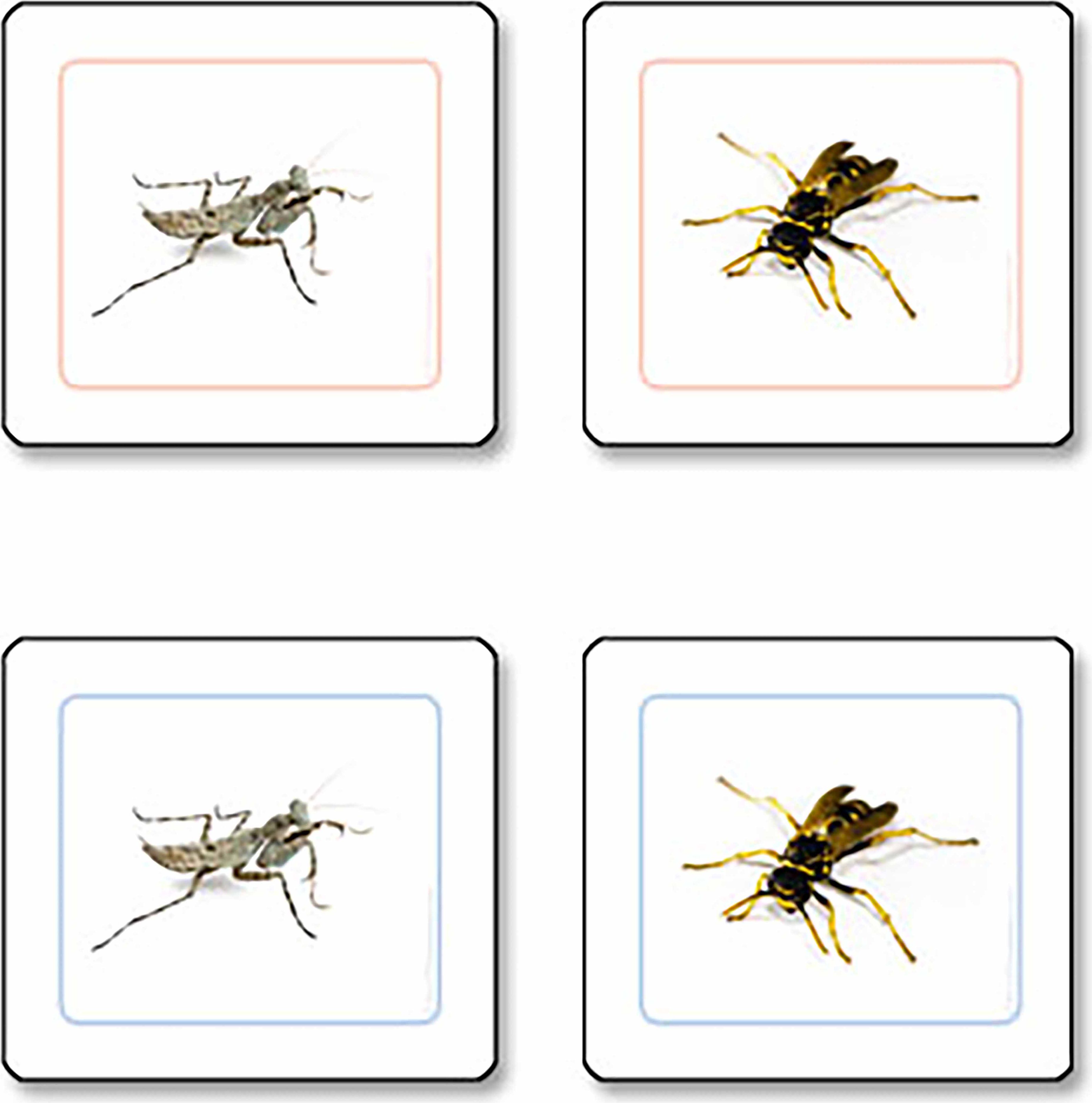 Nienhuis Montessori Insectos trabajo de emparejar - obrázek 1