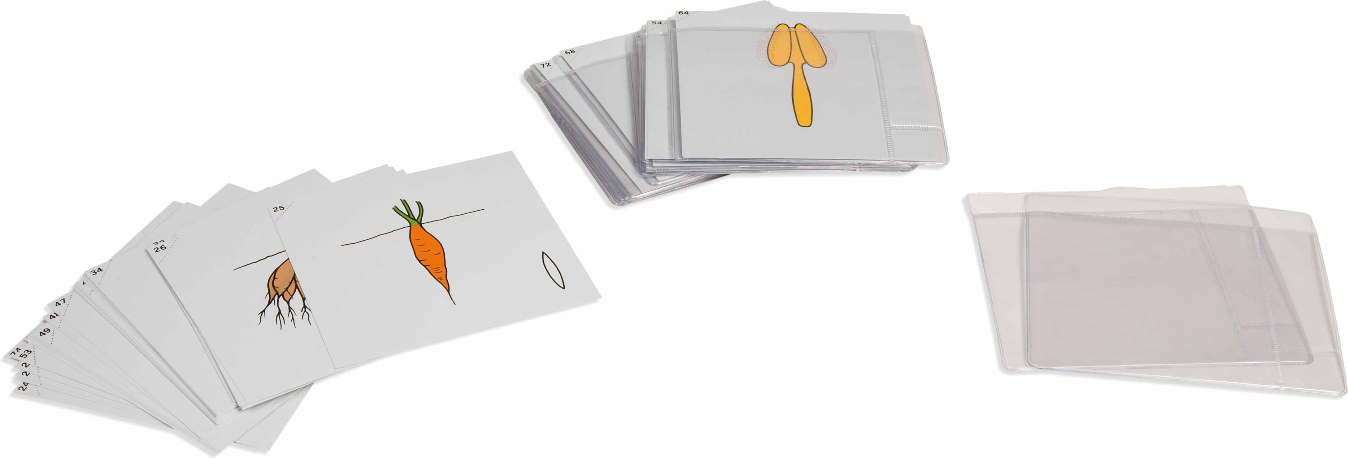 Nienhuis Montessori Second Set Of Botany Cards - obrázek 1