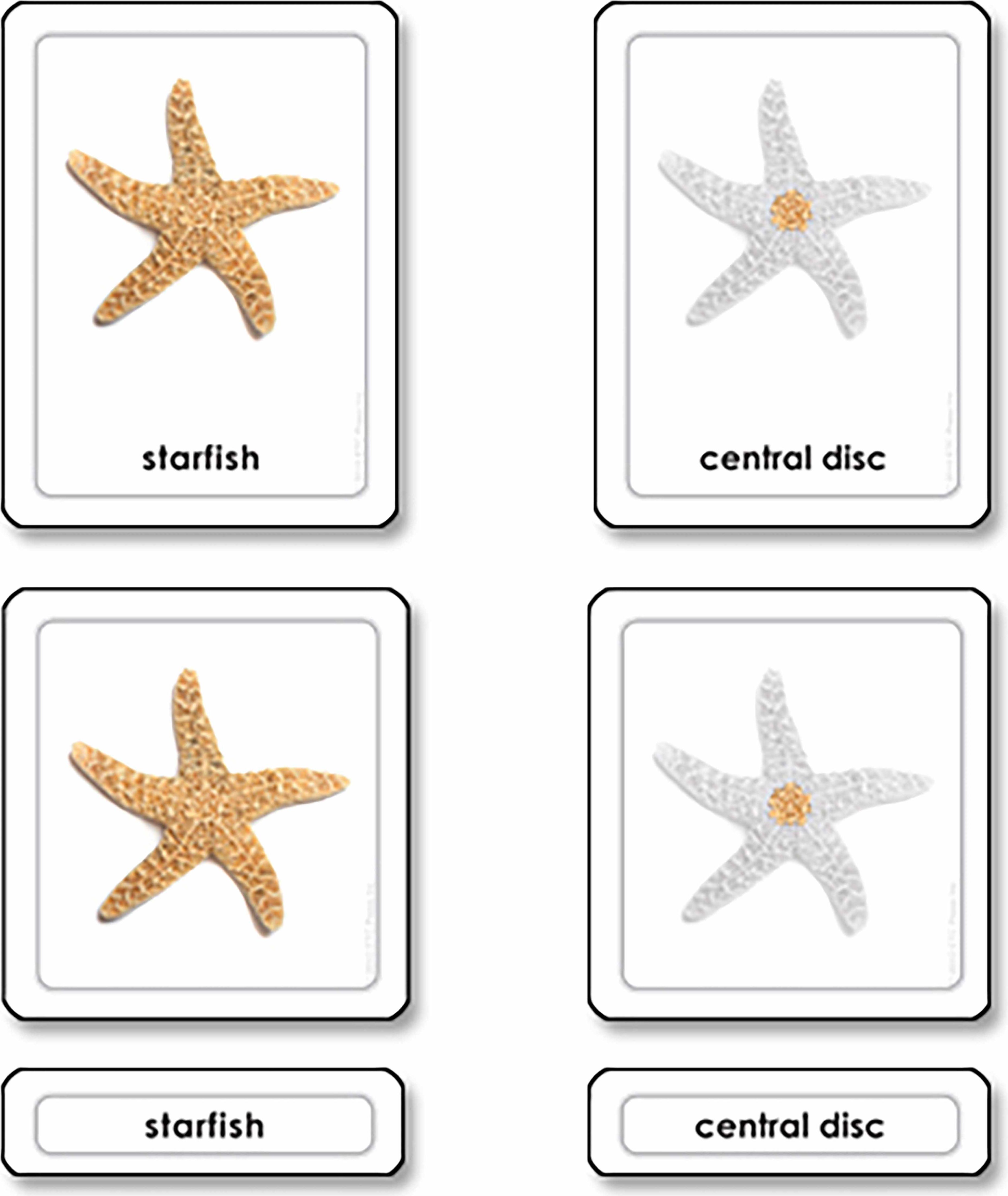 Nienhuis Montessori Parts of a Starfish (Echinoderms) - obrázek 1