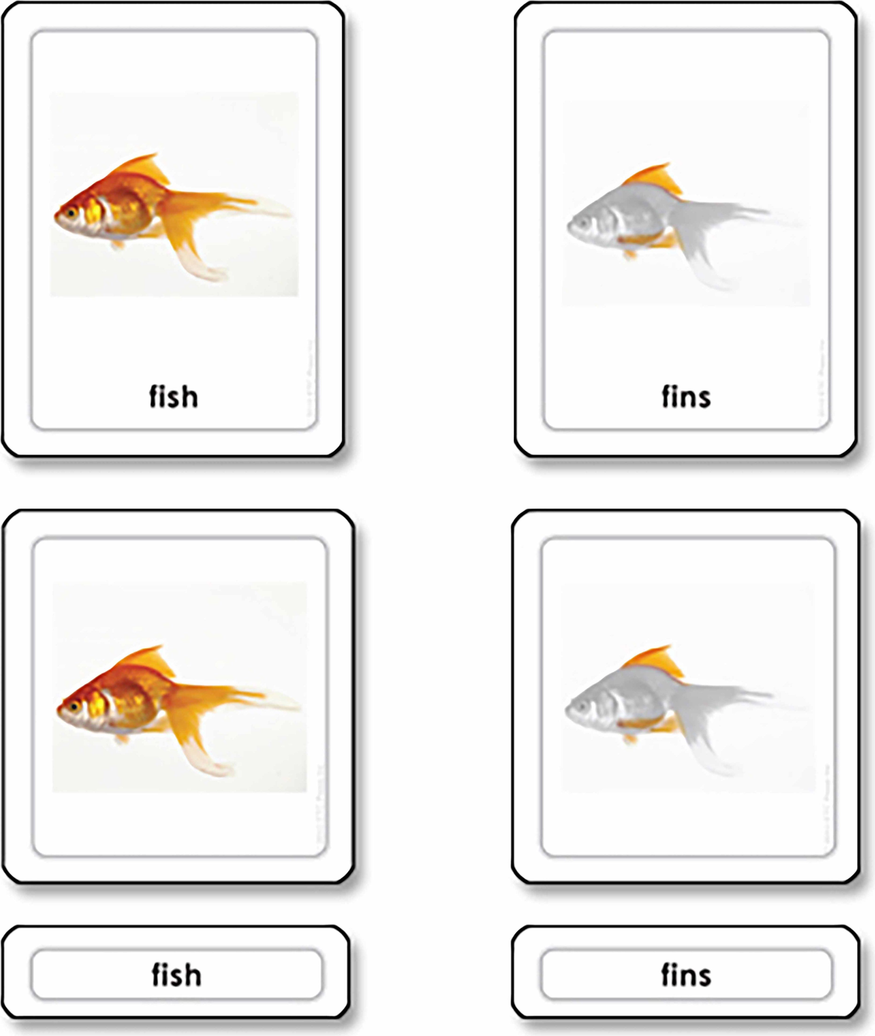 Nienhuis Montessori Parts of a Fish (Osteichthyes) - obrázek 1