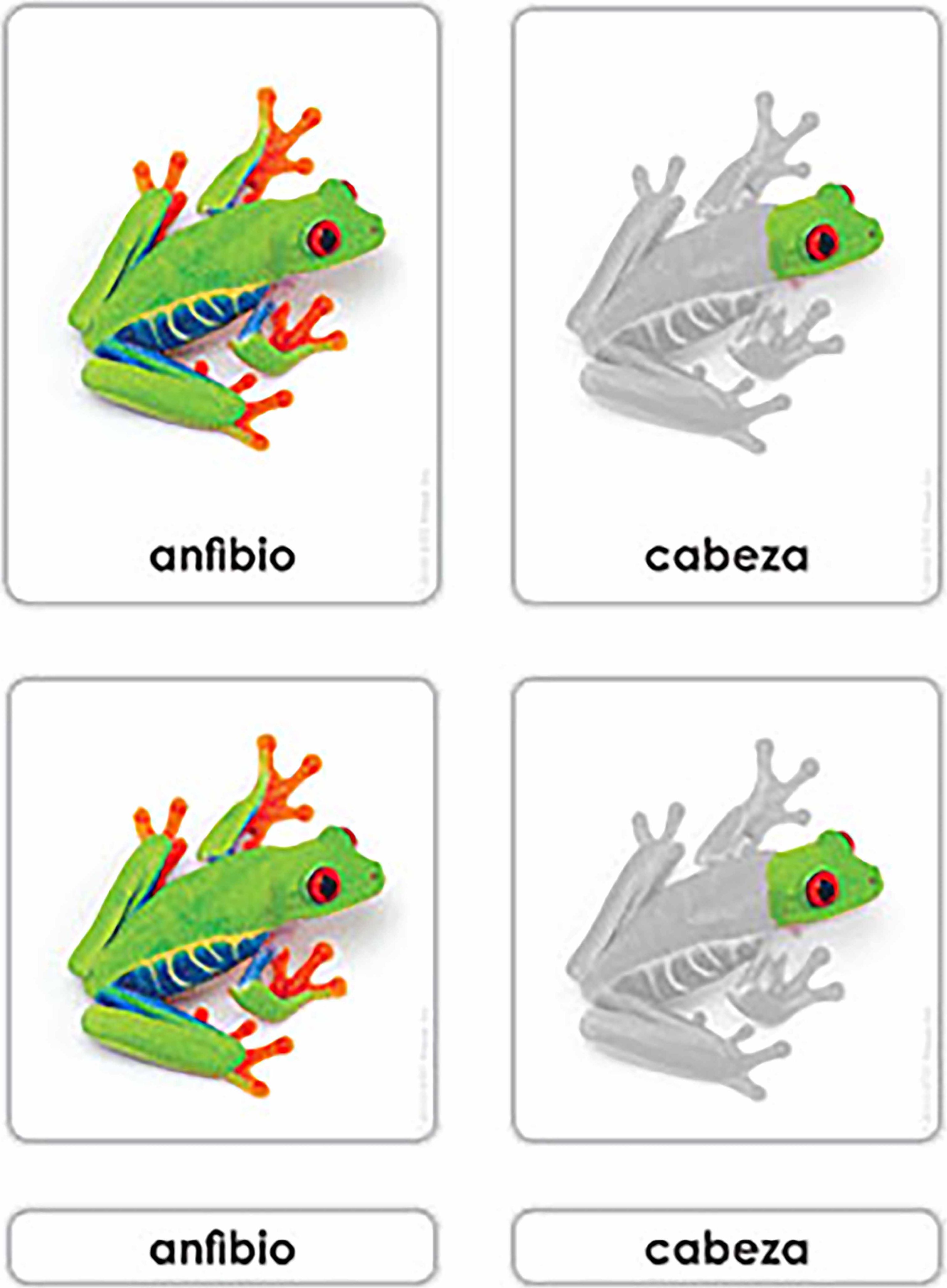 Nienhuis Montessori Partes del Anfibio - obrázek 1