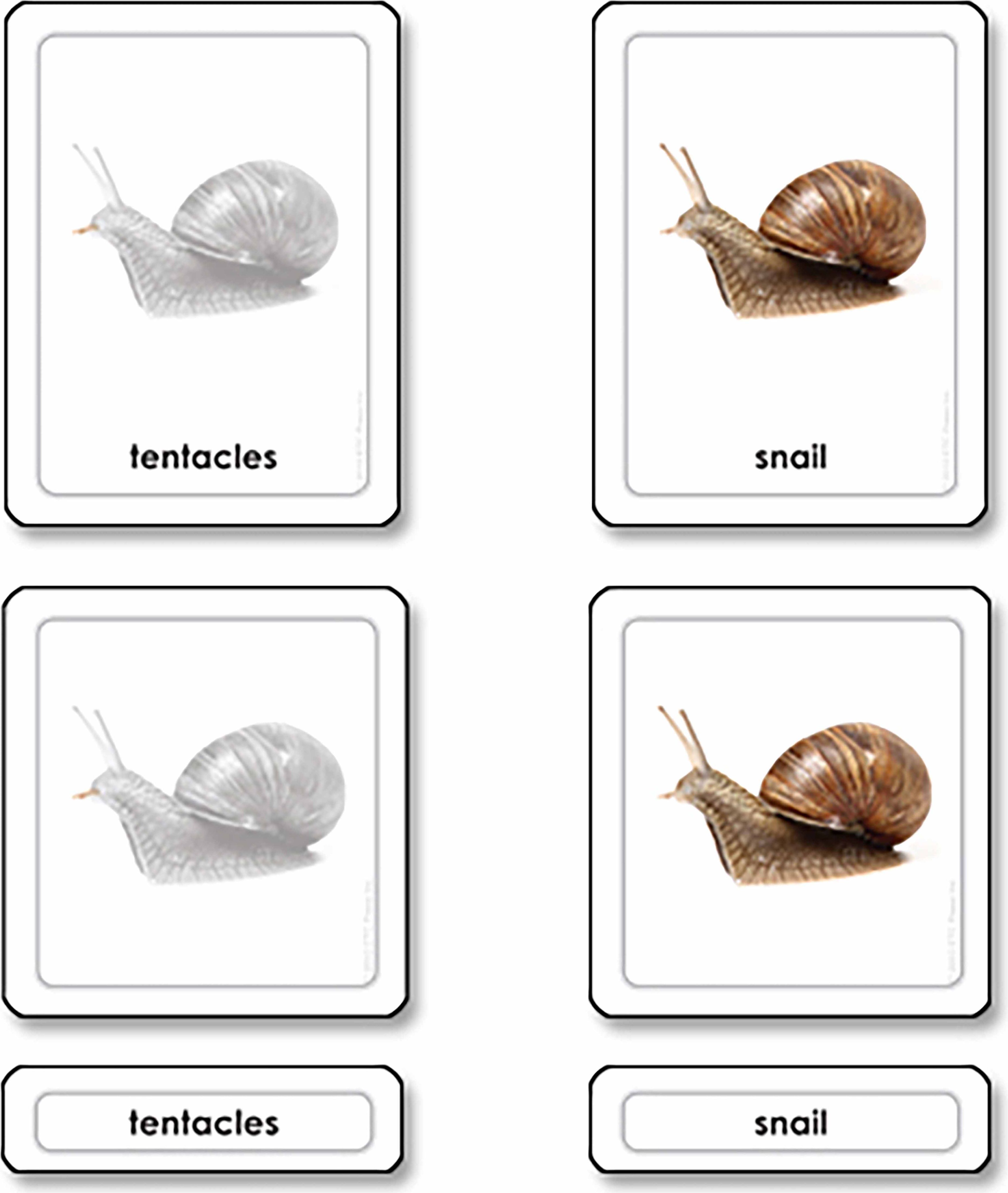 Nienhuis Montessori Parts of a Snail (Mollusk) - obrázek 1