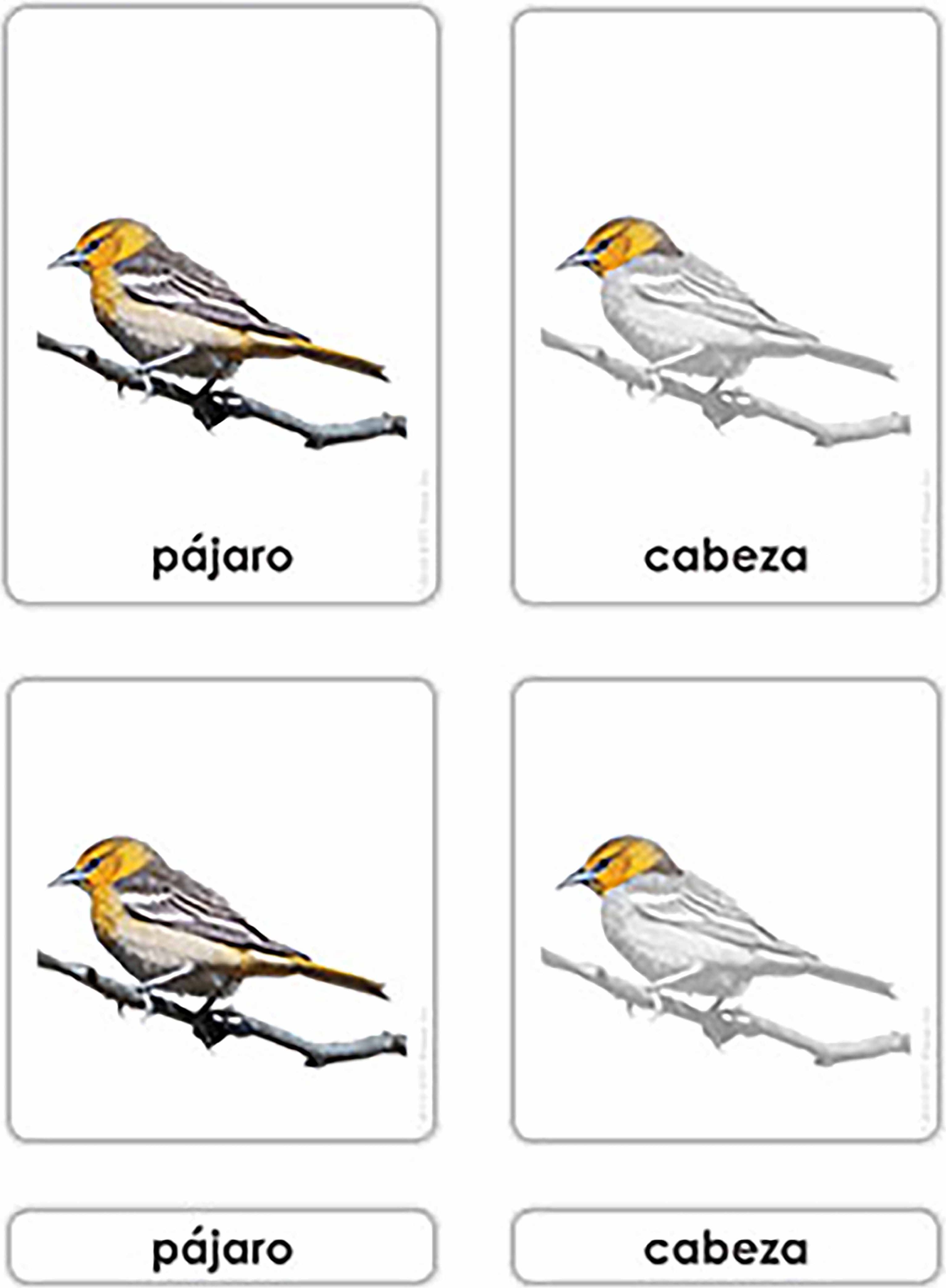 Nienhuis Montessori Partes del Pájaro - obrázek 1