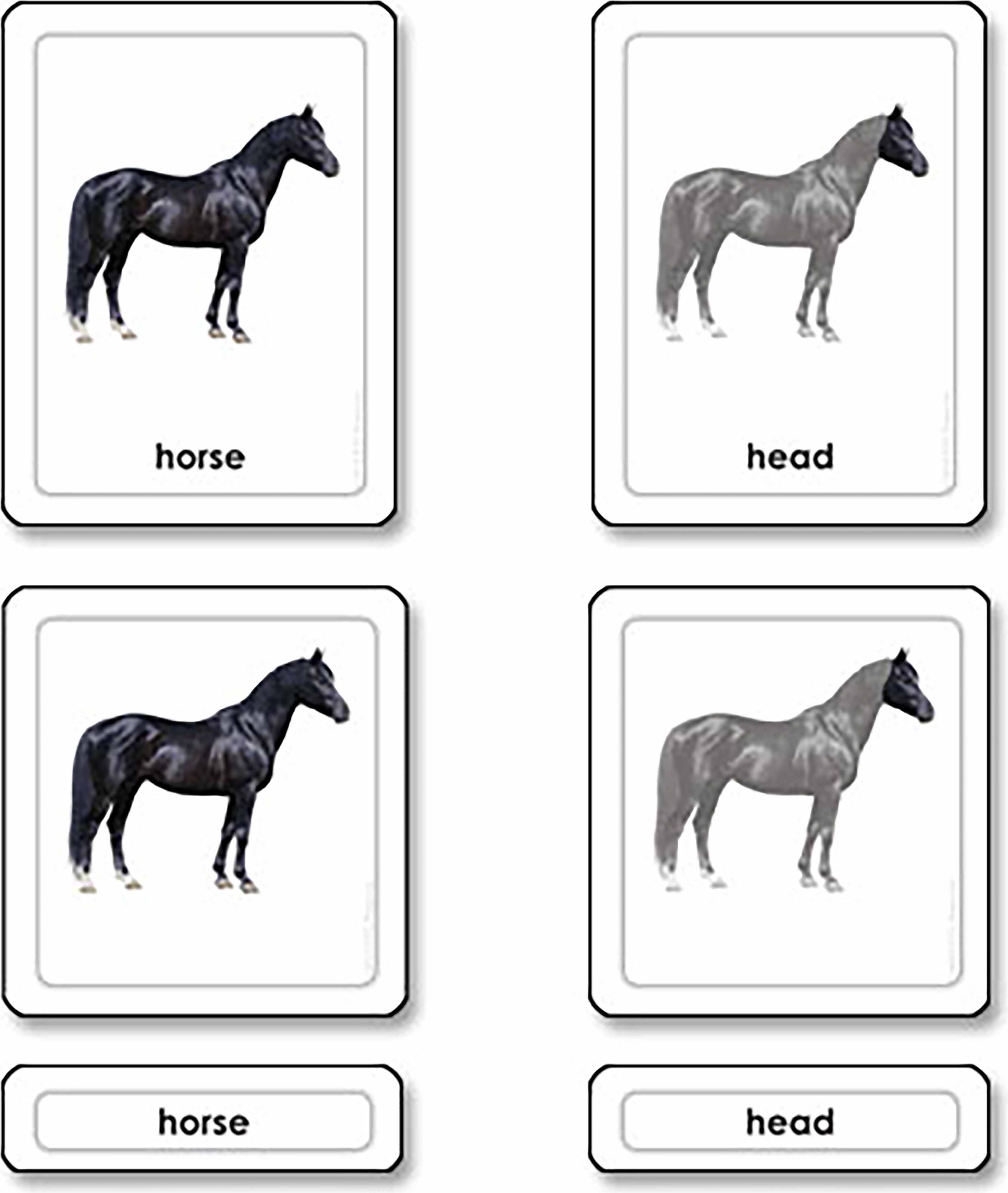 Nienhuis Montessori Parts of a Horse (Mammals) - obrázek 1